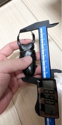 ペア！2024年羽化  ♂89.0mm能勢産YG血統オオクワガタ