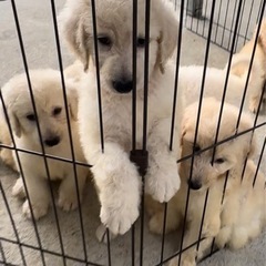 大型犬ドゥードル