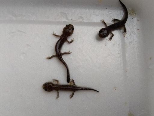 トウホクサンショウウオ 幼体3匹
