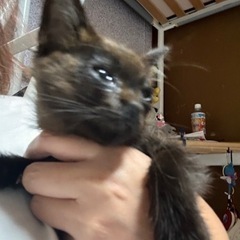 生後2ヶ月ぐらいの仔猫ちゃん　（商談中）
