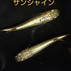 〆当選発表　メダカ 卵 プレゼント サンシャイン コブラヒカリ ...