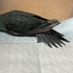 サザナミインコ