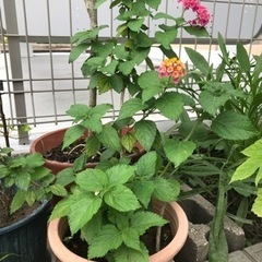 ランタナ