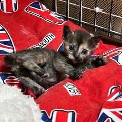 子猫の里親募集☆（代理投稿）
