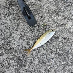 女性の！！釣り友達探してます🎣