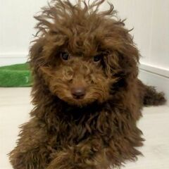 2月生まれ男の子 - ペット