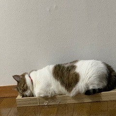 人懐こいマンチカン