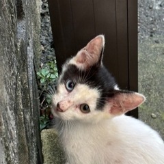 至急　オッドアイの子