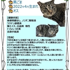 【キジトラ】オス　2歳　黒ごま - 名古屋市