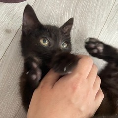 【譲渡完了】保護猫くん