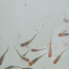 めだかの老魚・成魚の画像