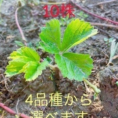 いちご　抜き苗　10株
