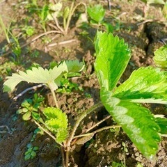 いちご　抜き苗　5株の画像