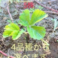いちご　抜き苗　5株