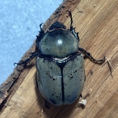 グラントシロカブト♀のみ