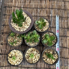 多肉植物セット　10鉢セット