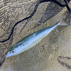 海釣り友達募集しています！ − 新潟県