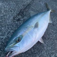 海釣り友達募集しています！