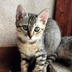 3ヶ月くらいの5匹兄弟