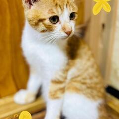 家族ができたよ😸　茶白男子　鍵しっぽのハッチ君♥️　　　家族にな...