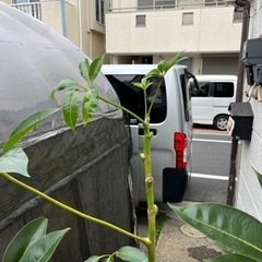 観葉植物　ツピタンサスの画像