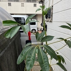 観葉植物　ツピタンサスの画像