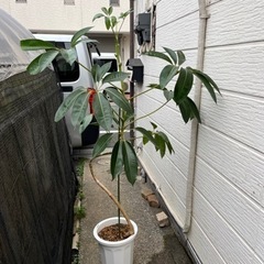 観葉植物　ツピタンサスの画像