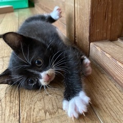 ②ハチワレ(鼻白)良い出会いがありました。ありがとうございました。