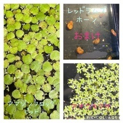 水草セット