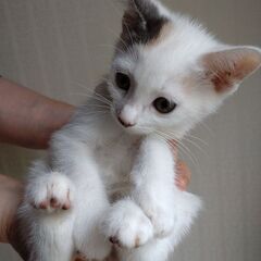 ５匹の里親さん決まりました。本当にありがとうございました。