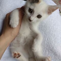 ５匹の里親さん決まりました。本当にありがとうございました。 - 猫