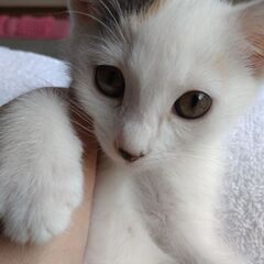 ５匹の里親さん決まりました。本当にありがとうございました。 - 尾道市