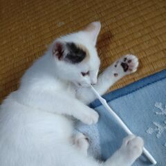５匹の里親さん決まりました。本当にありがとうございました。 − 広島県