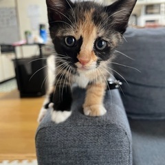 ※商談中※飼える方お願いします。