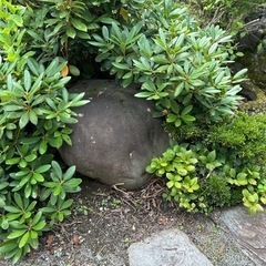 庭石、池、ガーデニング用石30個の画像