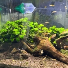 熱帯魚　各種 第二弾