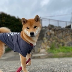 とても健康な柴犬♂です。素晴らしい体型で柴犬らしい精悍な顔着きをしてます。 - 横浜市