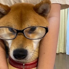 とても健康な柴犬♂です。素晴らしい体型で柴犬らしい精悍な顔着きをしてます。 − 神奈川県