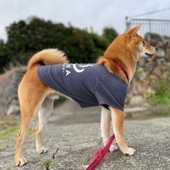 とても健康な柴犬♂です。素晴らしい体型で柴犬らしい精悍な顔着きをしてます。 - 犬
