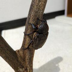 国産カブト虫のペアですの画像