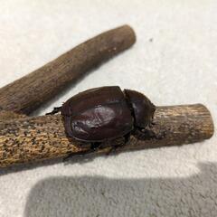 国産カブト虫のペアですの画像
