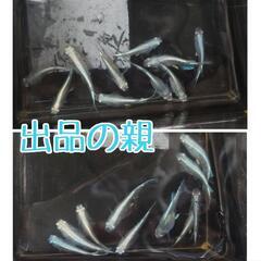 みゆきメダカ
