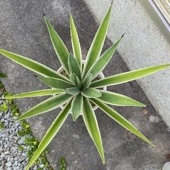 アガベ　ハクセンコウの画像