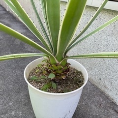 アガベ　ハクセンコウの画像