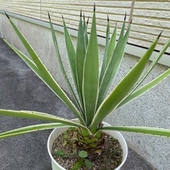 アガベ　ハクセンコウの画像