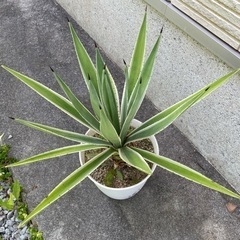 アガベ　ハクセンコウの画像