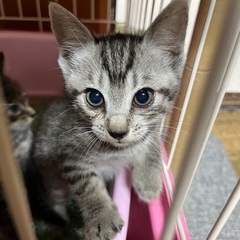 【サバトラ】メス　リルムちゃん