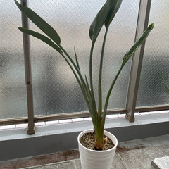 ストレリチア（観葉植物）