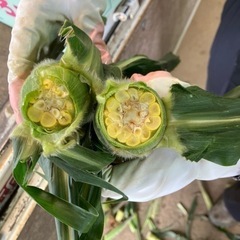 7/29.30収穫予定　B品トウモロコシ🌽　の画像