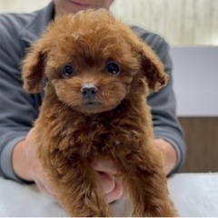 ★日払い可能！週1日でもok！トリマー＆トリマー見習い募集★